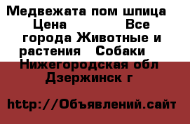 Медвежата пом шпица › Цена ­ 40 000 - Все города Животные и растения » Собаки   . Нижегородская обл.,Дзержинск г.